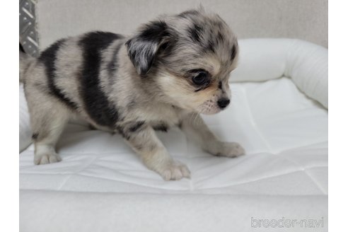 成約済の神奈川県のミックス犬-360222の3枚目