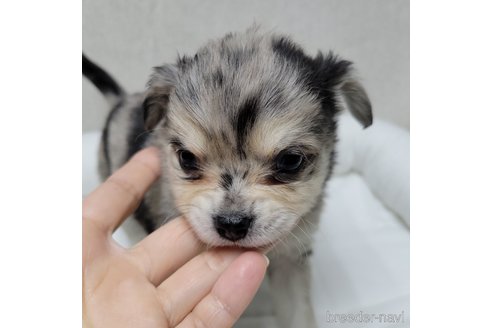成約済の神奈川県のミックス犬-360222の4枚目