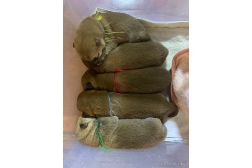 成約済の熊本県の柴犬-362066の14枚目