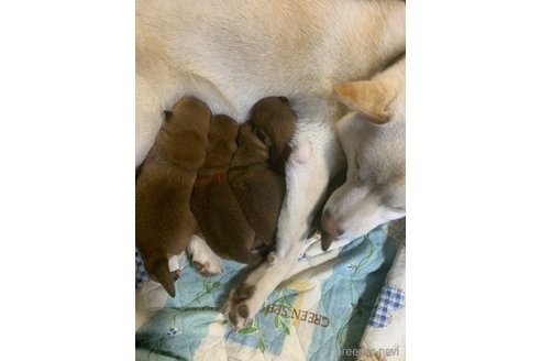 成約済の熊本県の柴犬-362066の16枚目