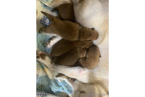 成約済の熊本県の柴犬-362066の15枚目