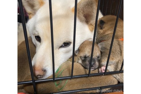 成約済の熊本県の柴犬-362066の13枚目