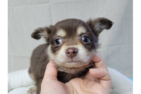 成約済の神奈川県のチワワ(ロングコート)-363460の22枚目