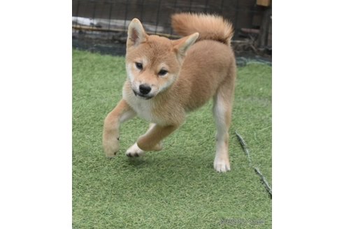 成約済の熊本県の柴犬-362066の12枚目