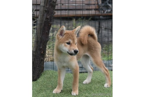 成約済の熊本県の柴犬-362066の11枚目