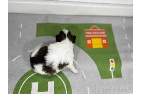 成約済の愛知県のパピヨン-362091の4枚目