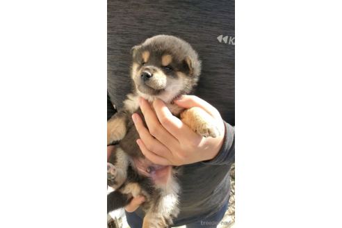 成約済の大阪府の柴犬-360906の5枚目