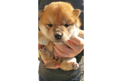 成約済の大阪府の柴犬-360903の5枚目