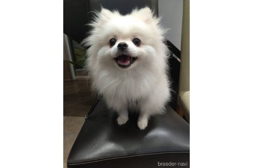 うにちゃん1枚目