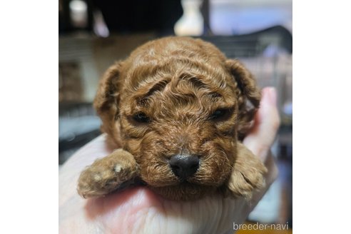 成約済の岡山県のトイプードル-362130の22枚目