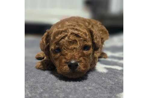 成約済の岡山県のトイプードル-362130の23枚目