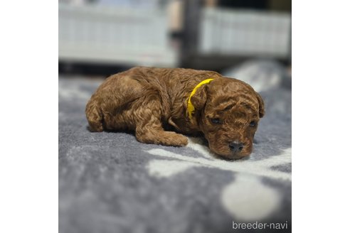 成約済の岡山県のトイプードル-362130の21枚目