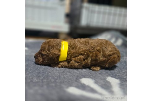 成約済の岡山県のトイプードル-362130の20枚目