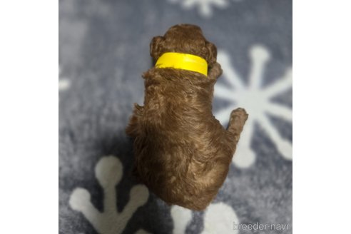 成約済の岡山県のトイプードル-362130の19枚目