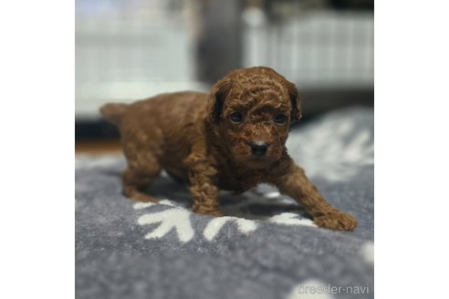 成約済の岡山県のトイプードル-361042の4枚目