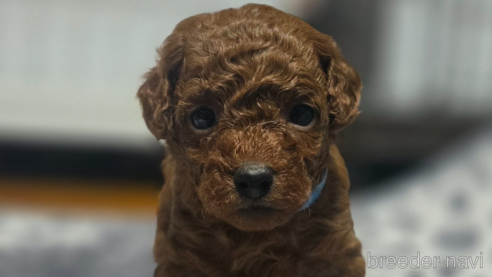 成約済の岡山県のトイプードル-361042の3枚目