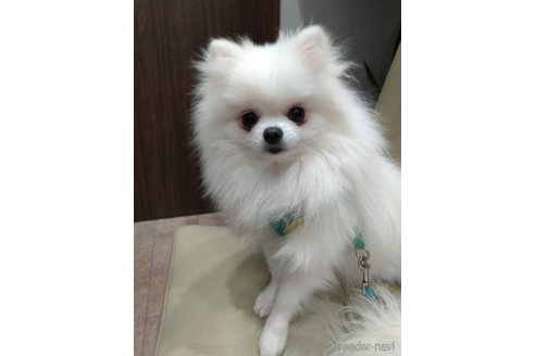 ぐみちゃん1枚目