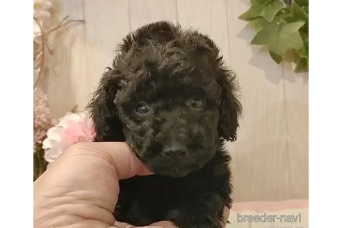 成約済の愛知県のティーカッププードル-362159の7枚目