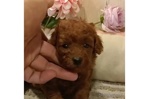 成約済の愛知県のティーカッププードル-362168の1枚目