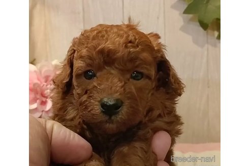 成約済の愛知県のティーカッププードル-362168の5枚目