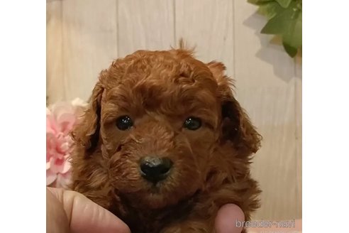 成約済の愛知県のティーカッププードル-362168の2枚目