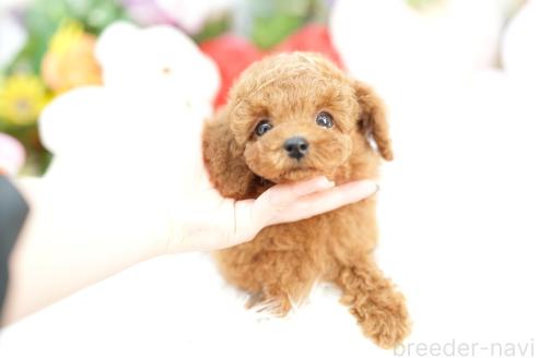 成約済の埼玉県のトイプードル-362219の1枚目