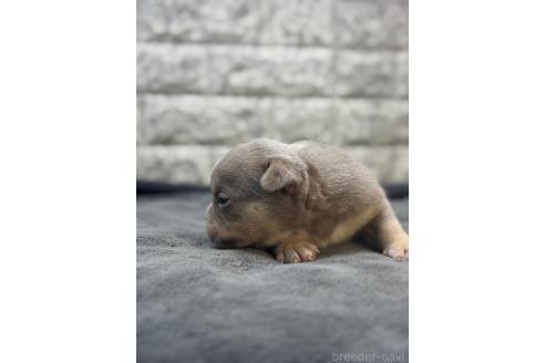 成約済の茨城県のアメリカンブリー-362264の4枚目
