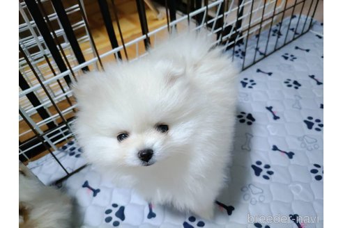 成約済の大阪府のポメラニアン-358651の14枚目