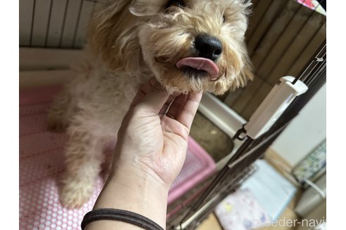 成約済の愛媛県のトイプードル-329134の3枚目