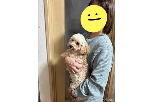 成約済の愛媛県のトイプードル-329134の2枚目