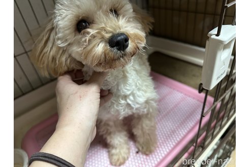 成約済の愛媛県のトイプードル-329134の1枚目