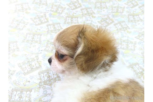 成約済の千葉県のチワワ(ロングコート)-354676の43枚目