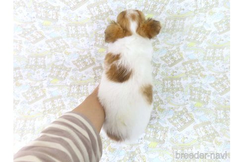 成約済の千葉県のチワワ(ロングコート)-354676の42枚目