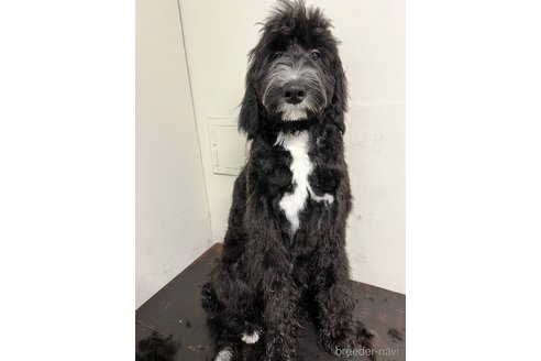 成約済の茨城県のミックス犬-333353の1枚目