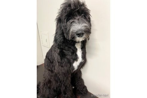 成約済の茨城県のミックス犬-333353の2枚目