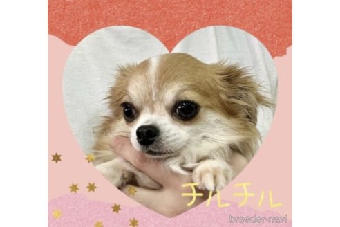 チルチルちゃん1枚目