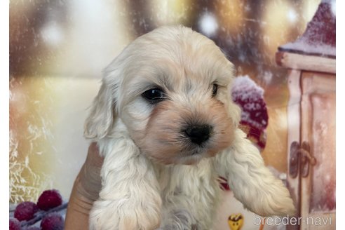 成約済の北海道のミックス犬-362242の3枚目