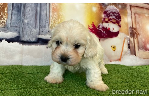 成約済の北海道のミックス犬-362242の2枚目