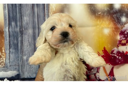 成約済の北海道のミックス犬-362242の4枚目