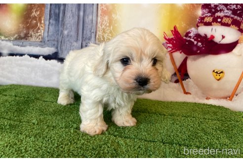 成約済の北海道のミックス犬-362242の6枚目