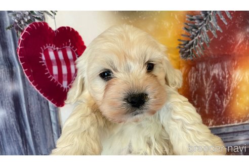 成約済の北海道のミックス犬-362242の7枚目