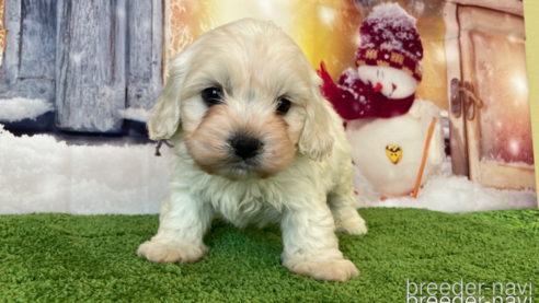 成約済の北海道のミックス犬-362242の1枚目