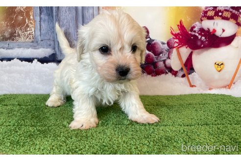 成約済の北海道のミックス犬-362243の1枚目