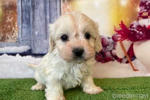 成約済の北海道のミックス犬-362243の3枚目