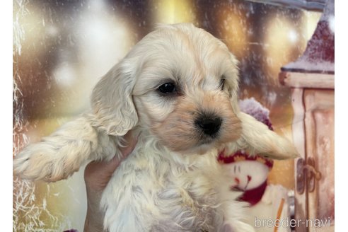 成約済の北海道のミックス犬-362243の6枚目