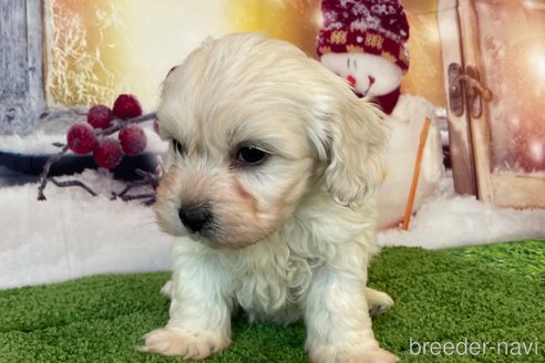 成約済の北海道のミックス犬-362243の7枚目