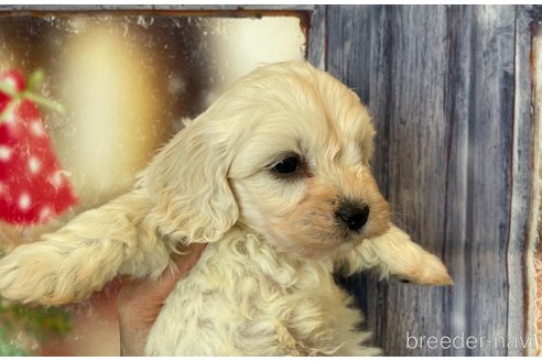 成約済の北海道のミックス犬-362243の4枚目