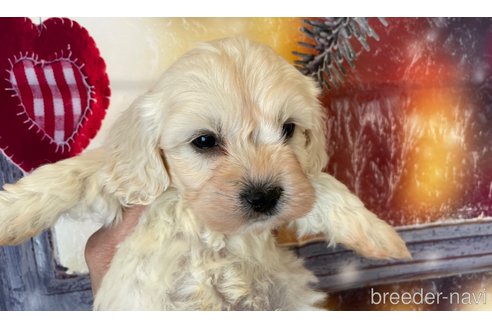 成約済の北海道のミックス犬-362243の2枚目