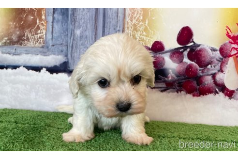 成約済の北海道のミックス犬-362244の2枚目