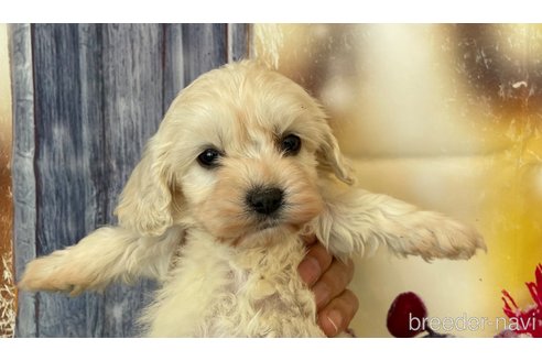 成約済の北海道のミックス犬-362244の4枚目